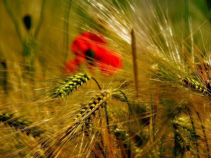 Les moissons : véritable temps fort de l’agriculture du nord de l’Europe