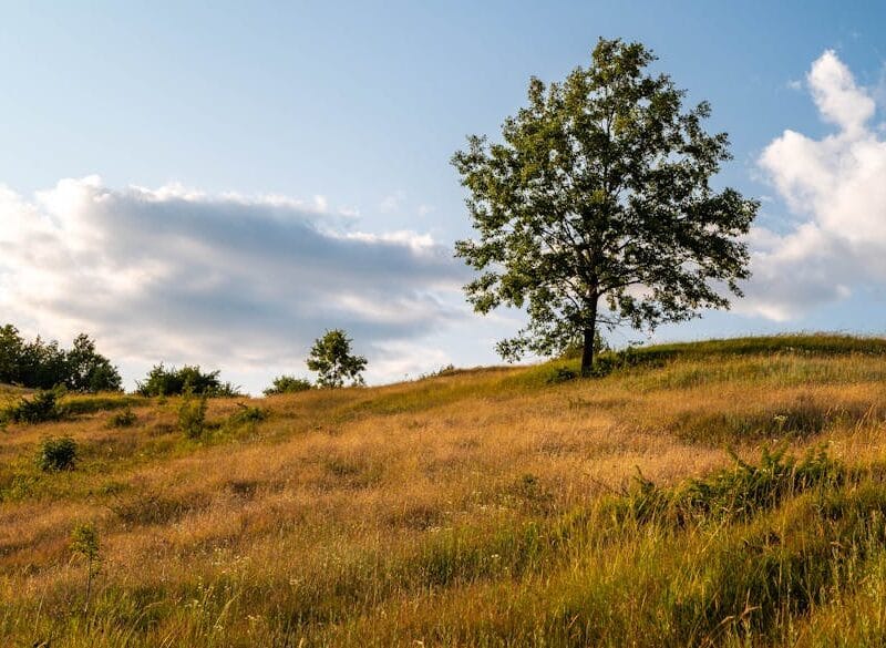 Tirexo et JulSa : Nouvelles options de streaming