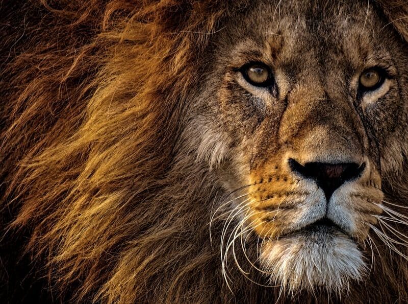 Mufasa : Quel est le prix du streaming ?