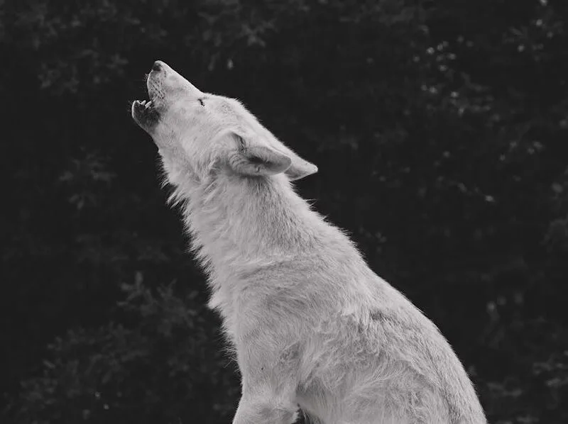 Streaming Teen Wolf : Accès et Qualité