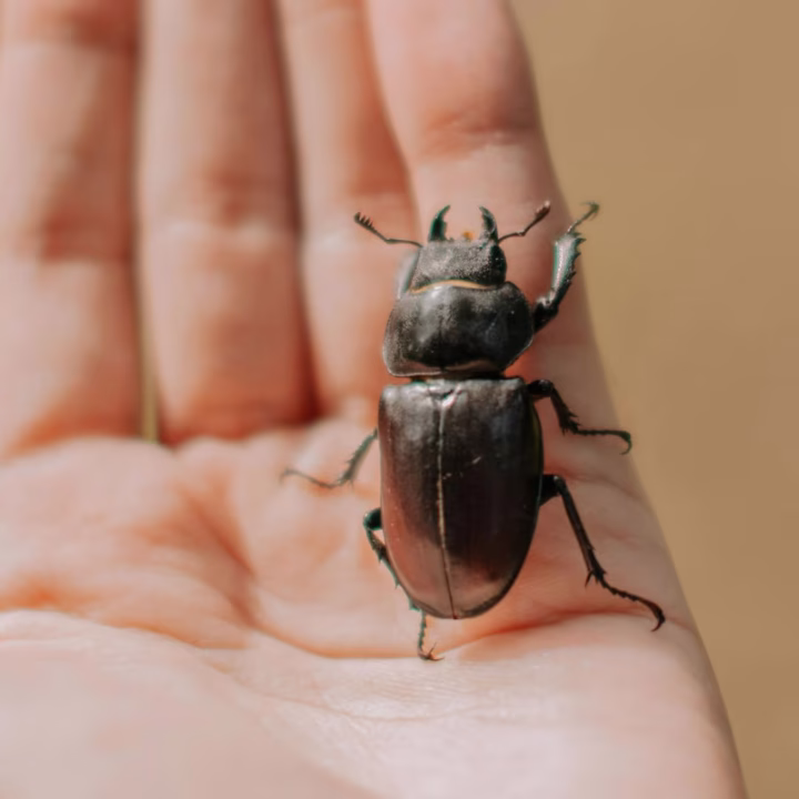 Les Naturalistes Taxidermistes Entomologistes : Gardiens de la Biodiversité
