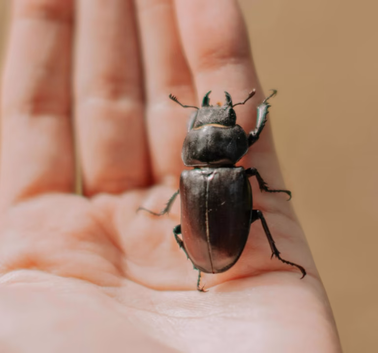 Les Naturalistes Taxidermistes Entomologistes : Gardiens de la Biodiversité