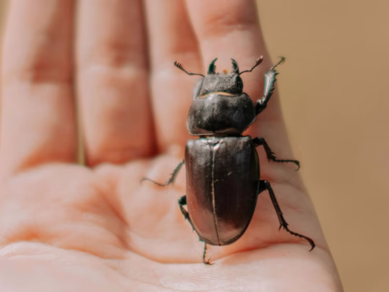 Les Naturalistes Taxidermistes Entomologistes : Gardiens de la Biodiversité