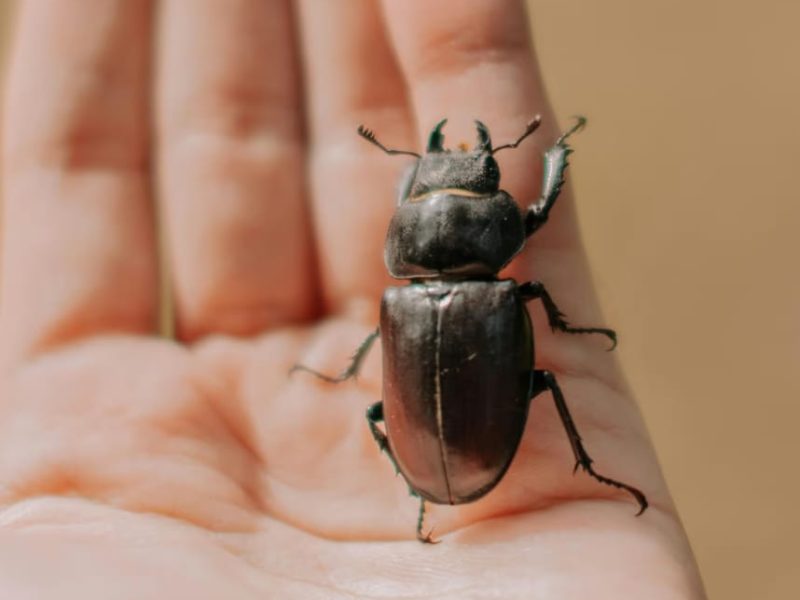 Les Naturalistes Taxidermistes Entomologistes : Gardiens de la Biodiversité