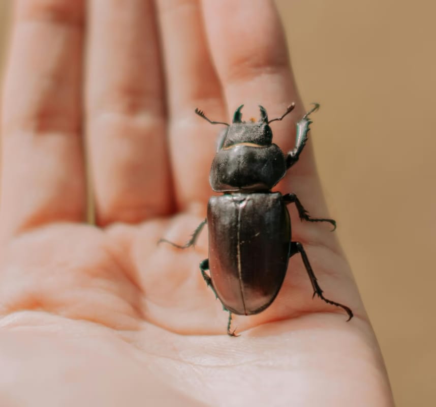 Les Naturalistes Taxidermistes Entomologistes : Gardiens de la Biodiversité
